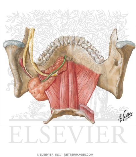Floor Of Mouth