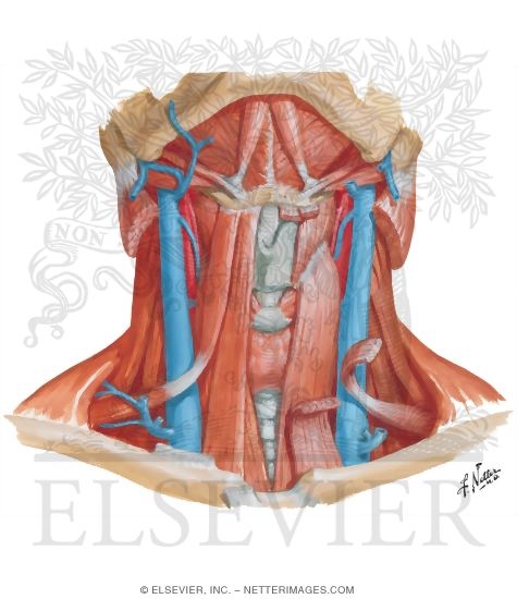 Infrahyoid and Suprahyoid Muscles