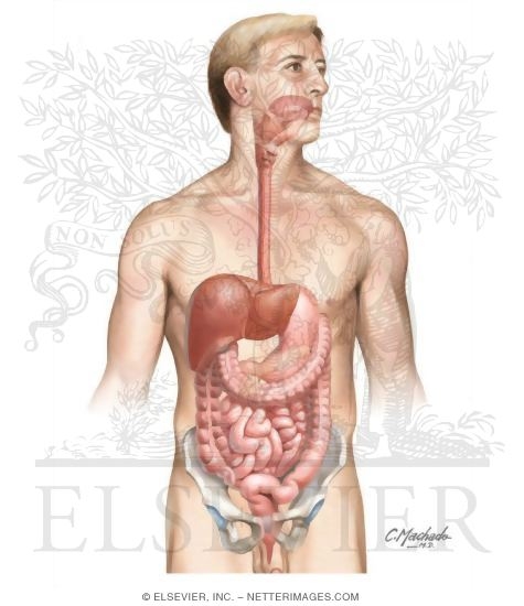 Gastrointestinal System: Organization