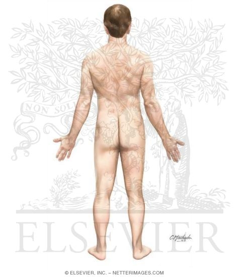 Anatomical Position