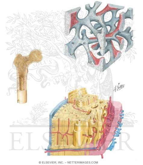 Architecture of Bone