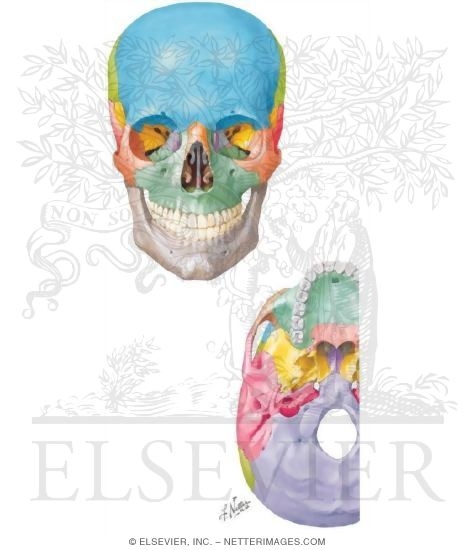Bones of the Skull