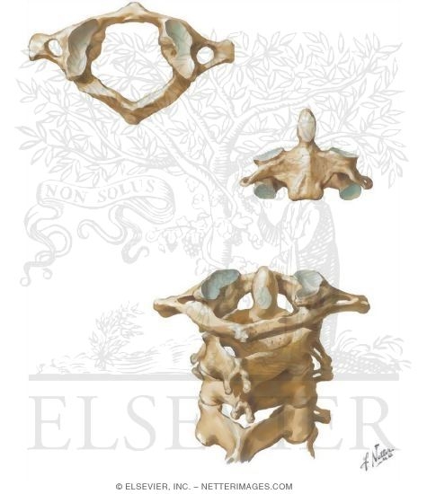 Watermarked preview of unlabeled image: Vertebrae - Neck