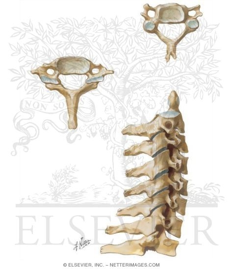 Watermarked preview of unlabeled image: Vertebrae - Neck
