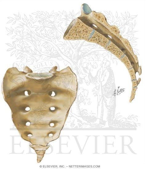 Sacrum and Coccyx