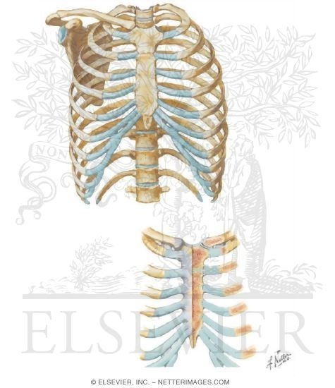 Thorax