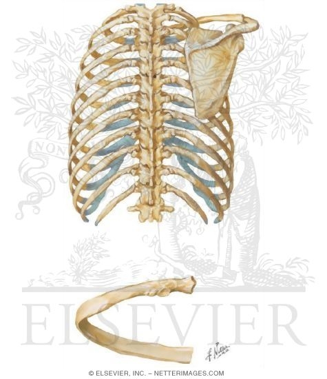 Thorax