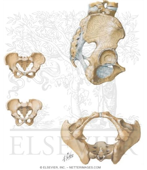 Watermarked preview of unlabeled image: Pelvis