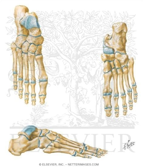 Watermarked preview of unlabeled image: Foot