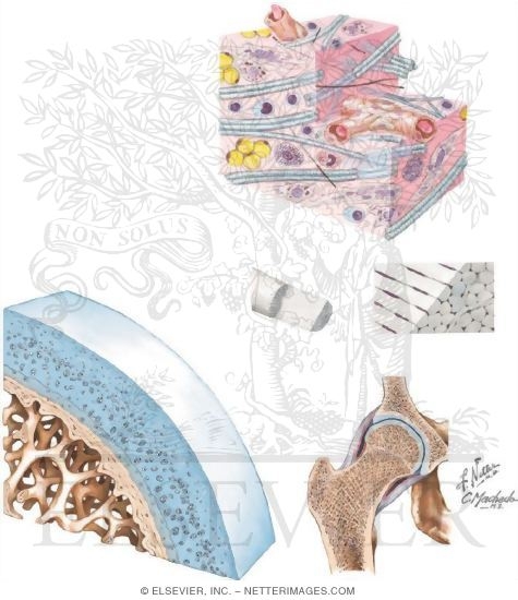 Watermarked preview of unlabeled image: Joints and Ligaments