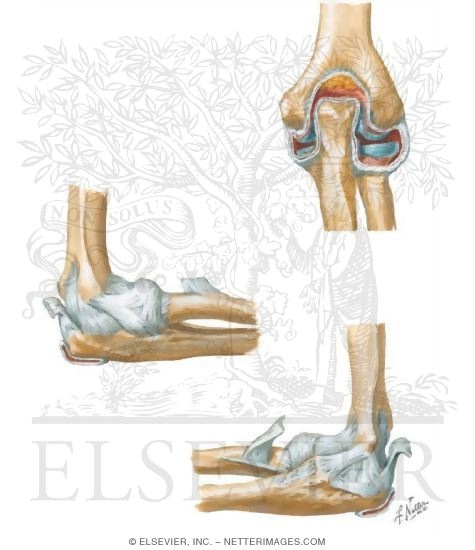 Joints And Ligaments Of The Elbow Ankle joint ligaments medial unlabeled stock illustration. joints and ligaments of the elbow
