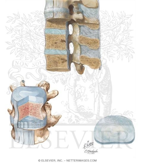 Watermarked preview of unlabeled image: Ligaments of the Spine