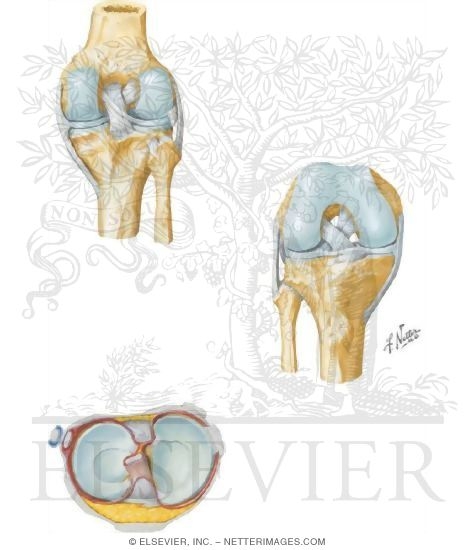 Joints and Ligaments of the Knee