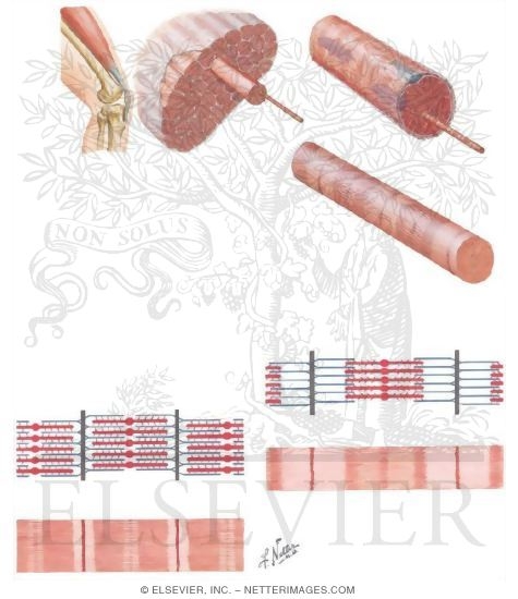 The Muscular System