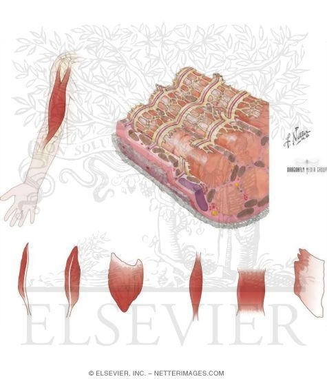 Watermarked preview of unlabeled image: Types of Muscles