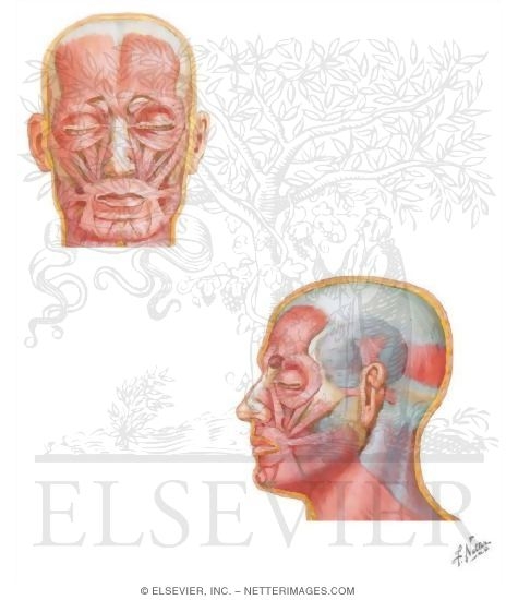 Watermarked preview of unlabeled image: Muscles of the Head