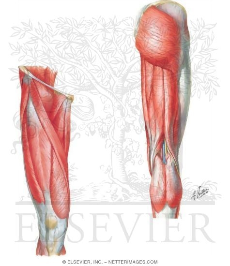 Muscles of the Lower Leg