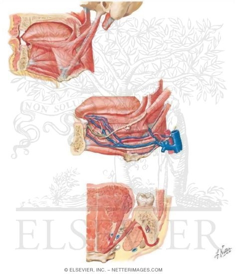 Watermarked preview of unlabeled image: Tongue
