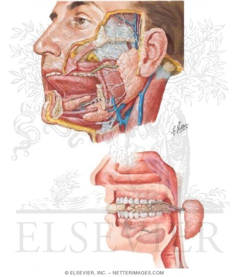 Watermarked preview of unlabeled image: Salivary Glands