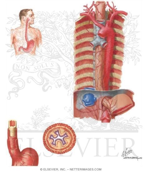 Watermarked preview of unlabeled image: Esophagus