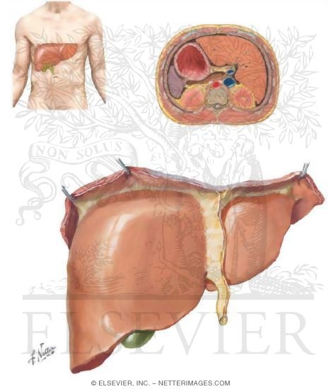 Watermarked preview of unlabeled image: Liver