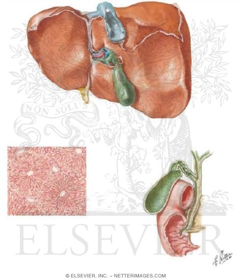Watermarked preview of unlabeled image: Gallbladder