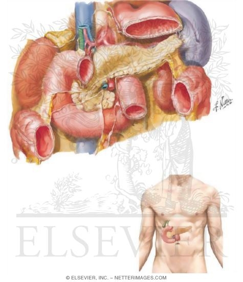 Duodenum