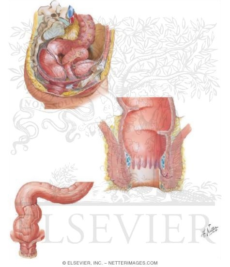 Watermarked preview of unlabeled image: Rectum