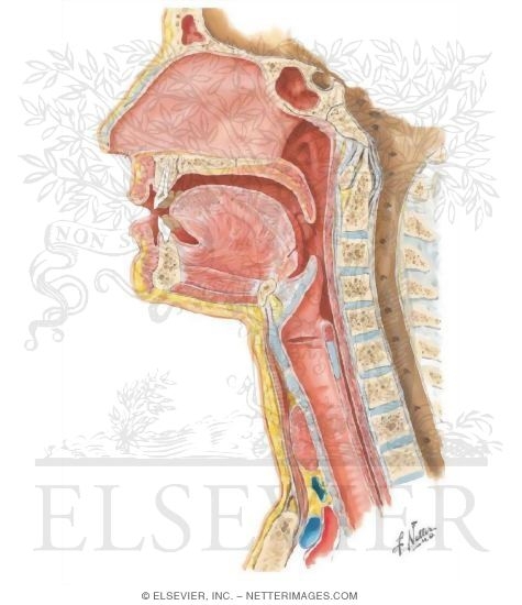 Mouth and Throat