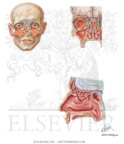 Nose and Sinuses