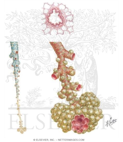 Bronchioles and Alveoli