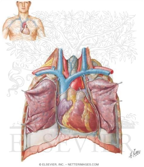 Heart