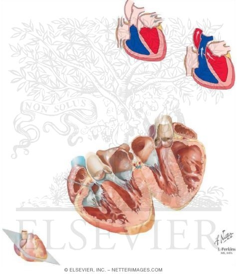Watermarked preview of unlabeled image: Heart As Pump