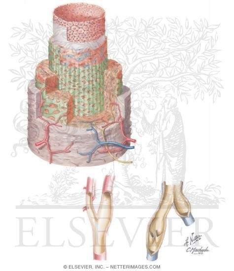 Watermarked preview of unlabeled image: Arterial and Venous Structures