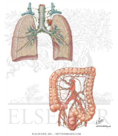 Watermarked preview of unlabeled image: Lymph Vessels and Drainage