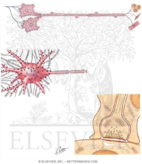 Watermarked preview of unlabeled image: Neurons and Synapses