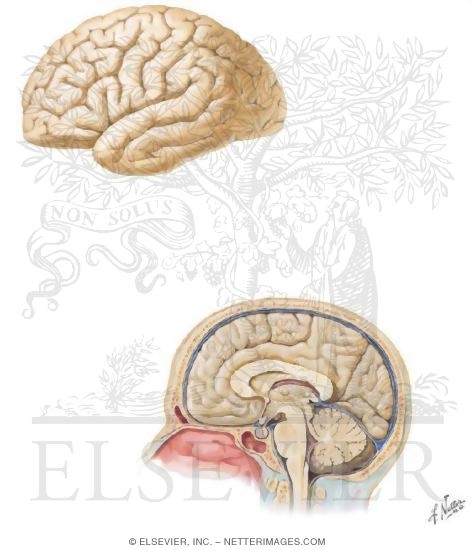 Watermarked preview of unlabeled image: The Brain