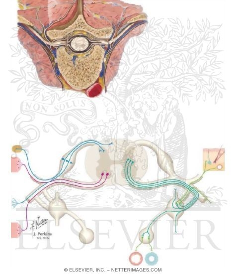 Watermarked preview of unlabeled image: Spinal Cord and Peripheral Nerves