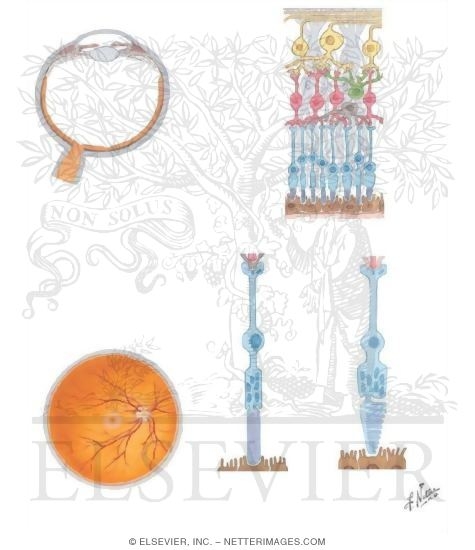 Watermarked preview of unlabeled image: Vision: The Retina