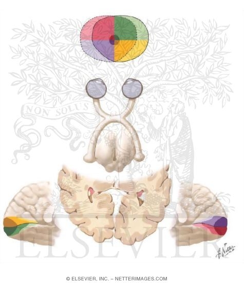 Watermarked preview of unlabeled image: Vision: Visual Pathways