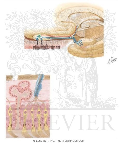 Smell: Olfactory Pathway