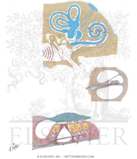 Watermarked preview of unlabeled image: Hearing: Sound Transmission