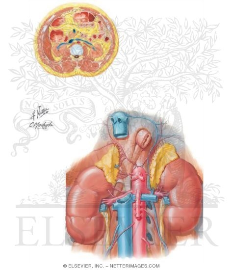 Kidneys and Ureters