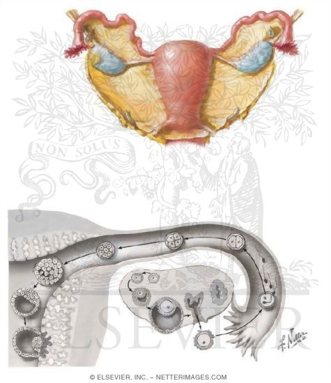 Watermarked preview of unlabeled image: Ovary and Ovulation