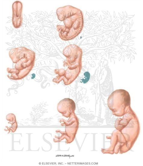 Pregnancy - Fetus During Gestation