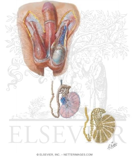 Watermarked preview of unlabeled image: Scrotum and Testis