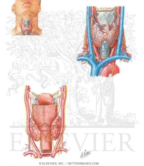 Watermarked preview of unlabeled image: Thyroid and Parathyroid Glands