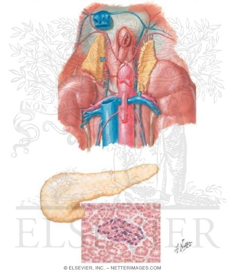 Adrenal Glands and Pancreas