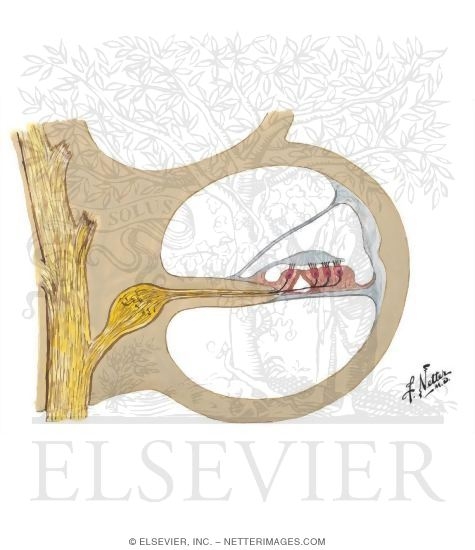 Watermarked preview of unlabeled image: Section Through Turn of Cochlea