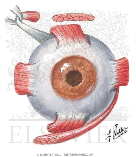 Watermarked preview of unlabeled image: Innervation and Action of Extrinsic Eye Muscles: Anterior View of Left Eye